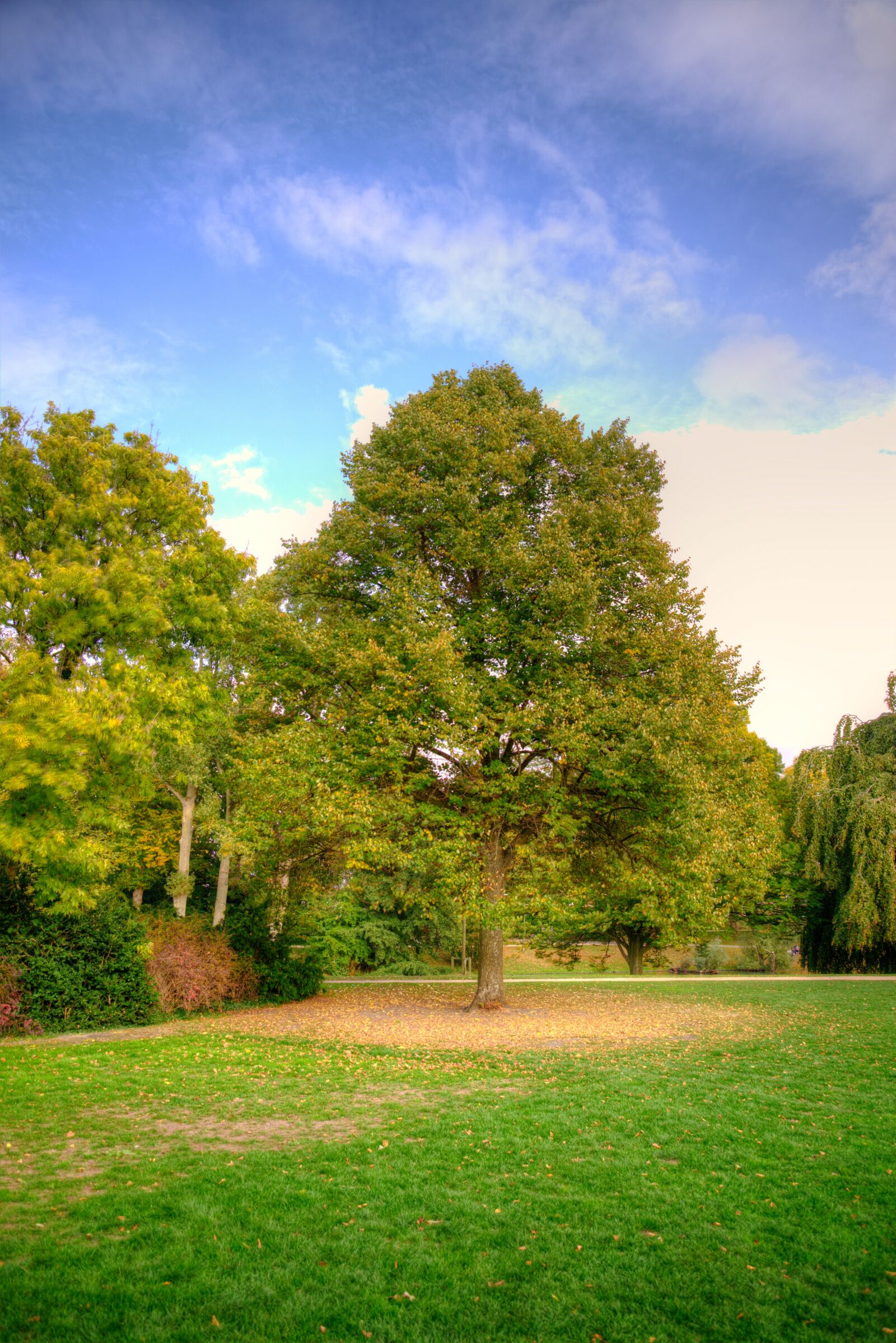 Nikon D600 sample photo. Tree, autumn, fall photography