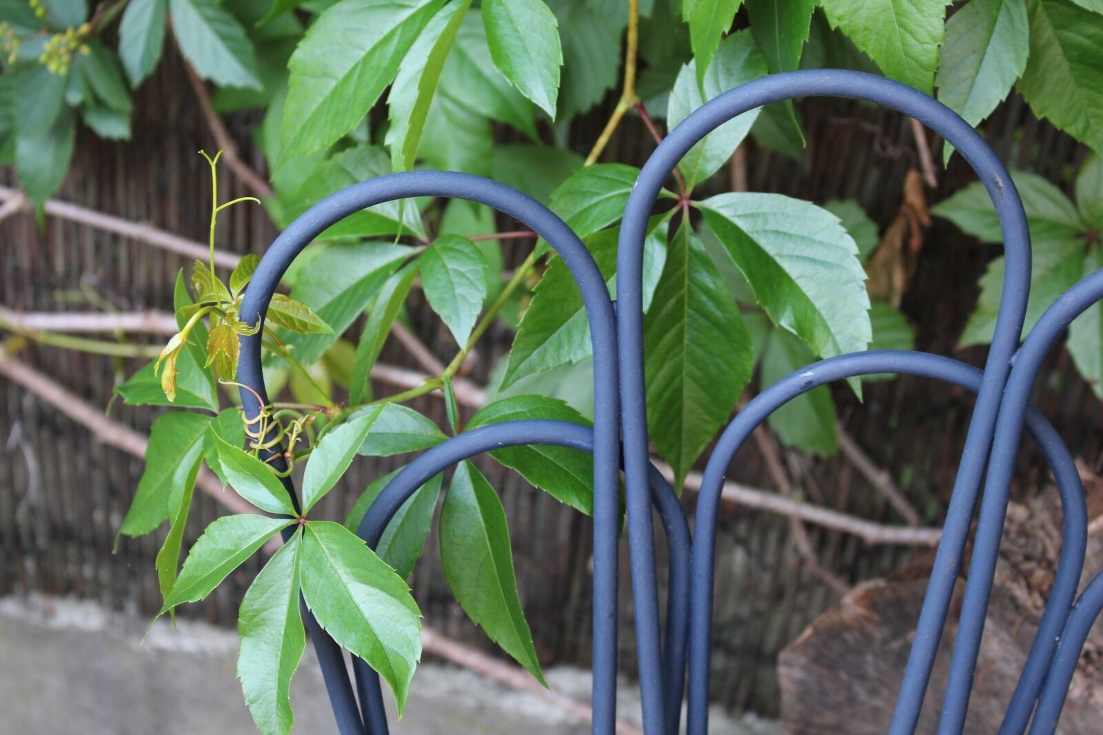 Canon EOS 700D (EOS Rebel T5i / EOS Kiss X7i) sample photo. Green, vines, foliage photography