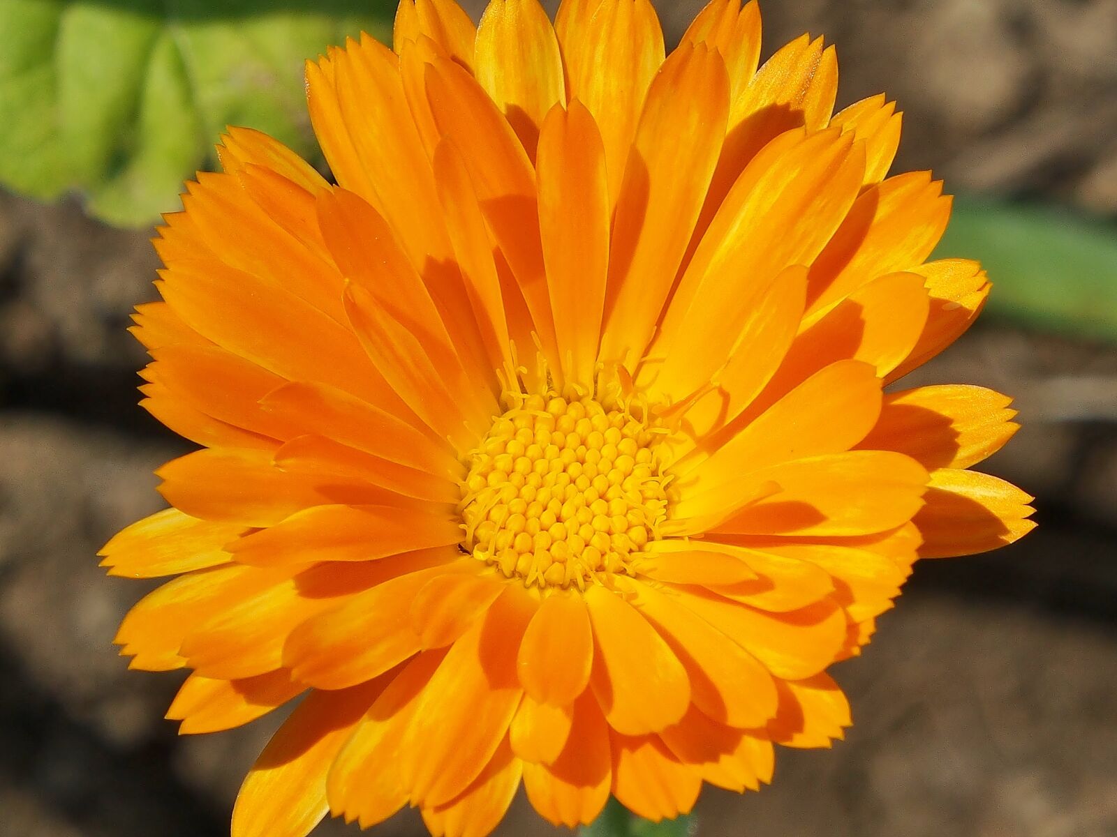 Olympus OM-D E-M5 sample photo. Flower, summer, marigold photography