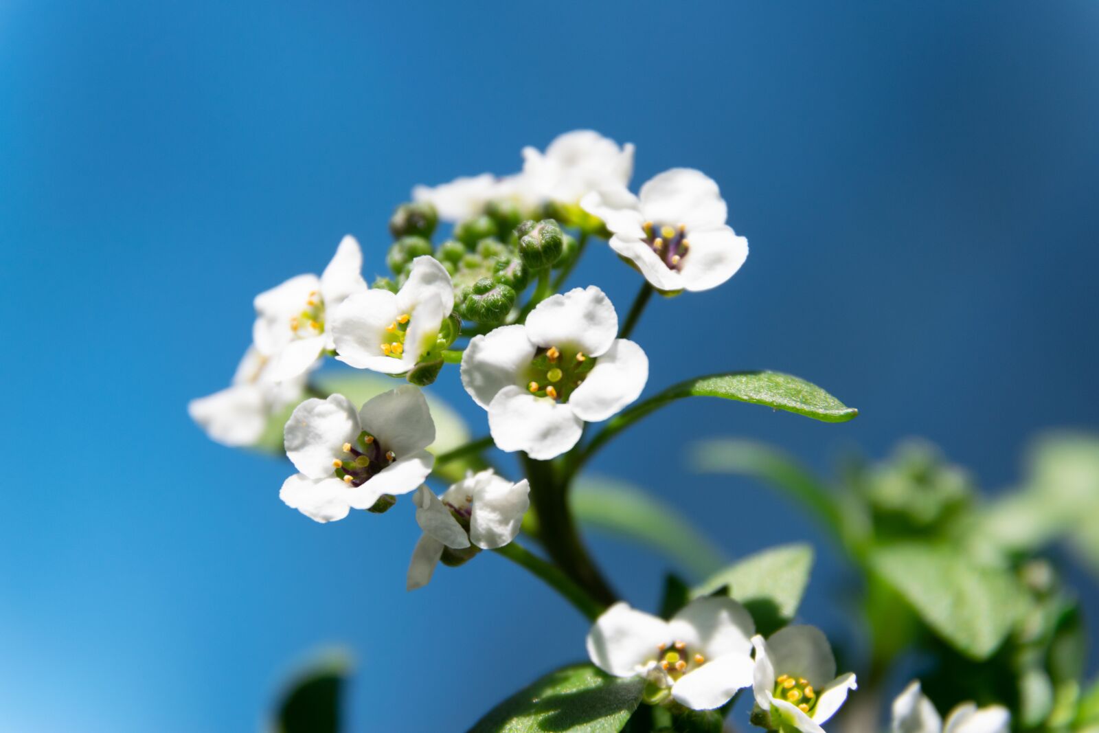 Nikon D3300 sample photo. Flower, garden, spring photography