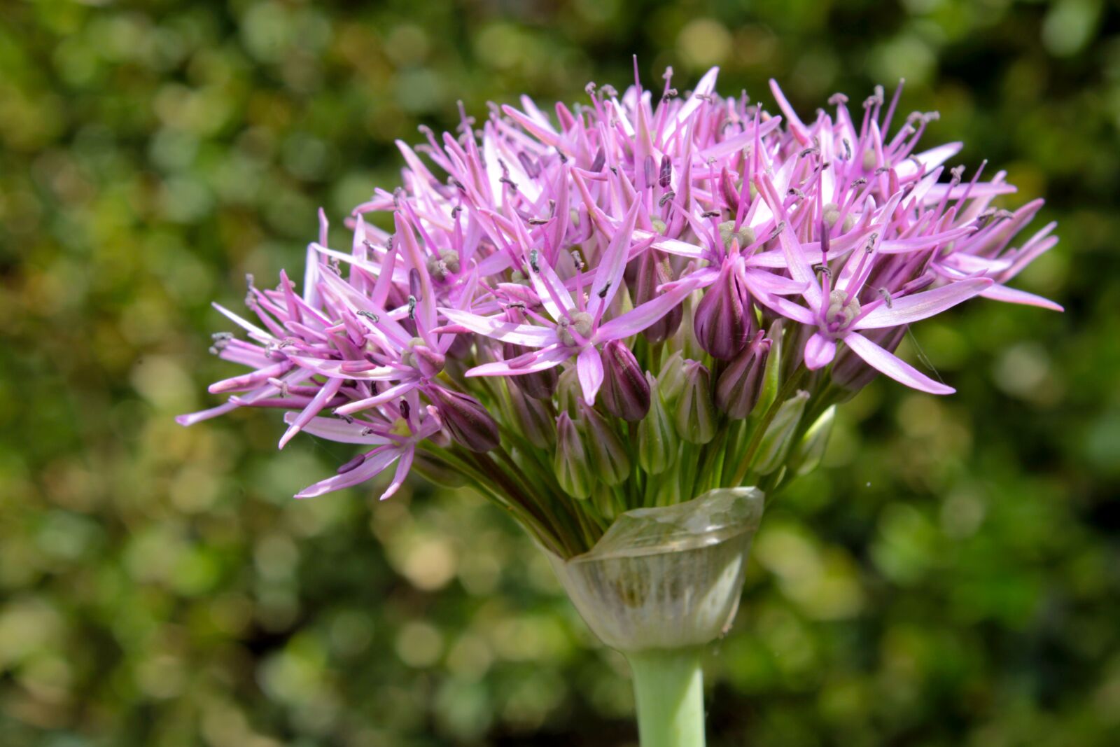 Canon EOS 2000D (EOS Rebel T7 / EOS Kiss X90 / EOS 1500D) sample photo. Ornamental onion, allium stratos photography