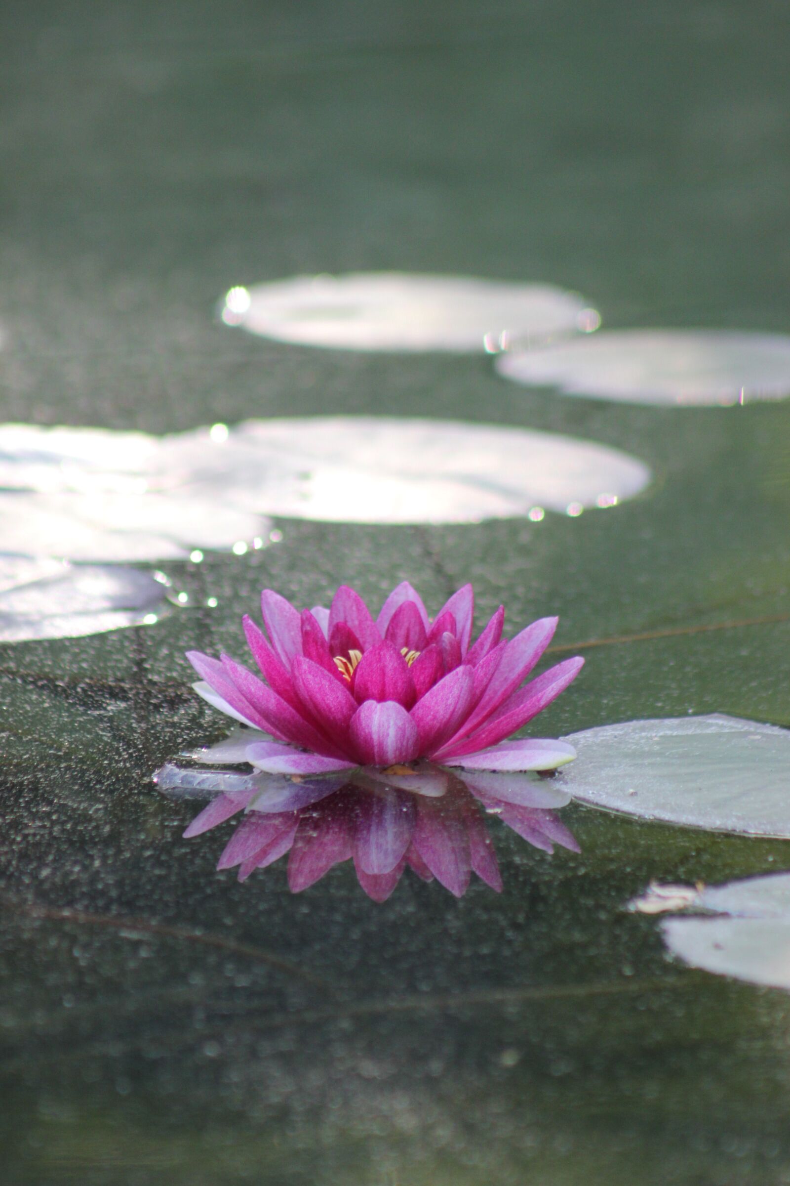 Canon EOS 550D (EOS Rebel T2i / EOS Kiss X4) sample photo. Water lily, pond, blossom photography