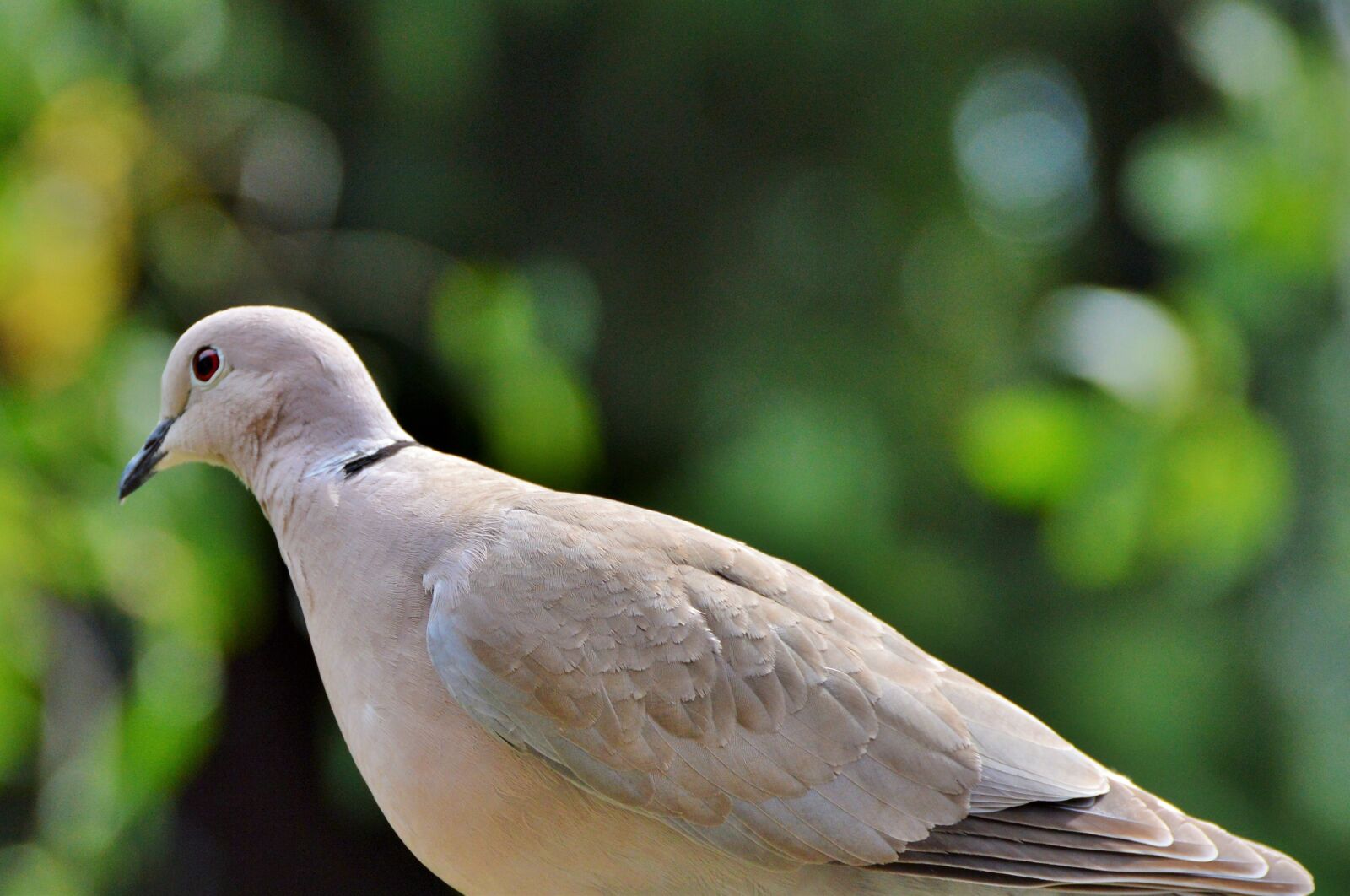Nikon D3200 sample photo. Dove, bird, street deaf photography