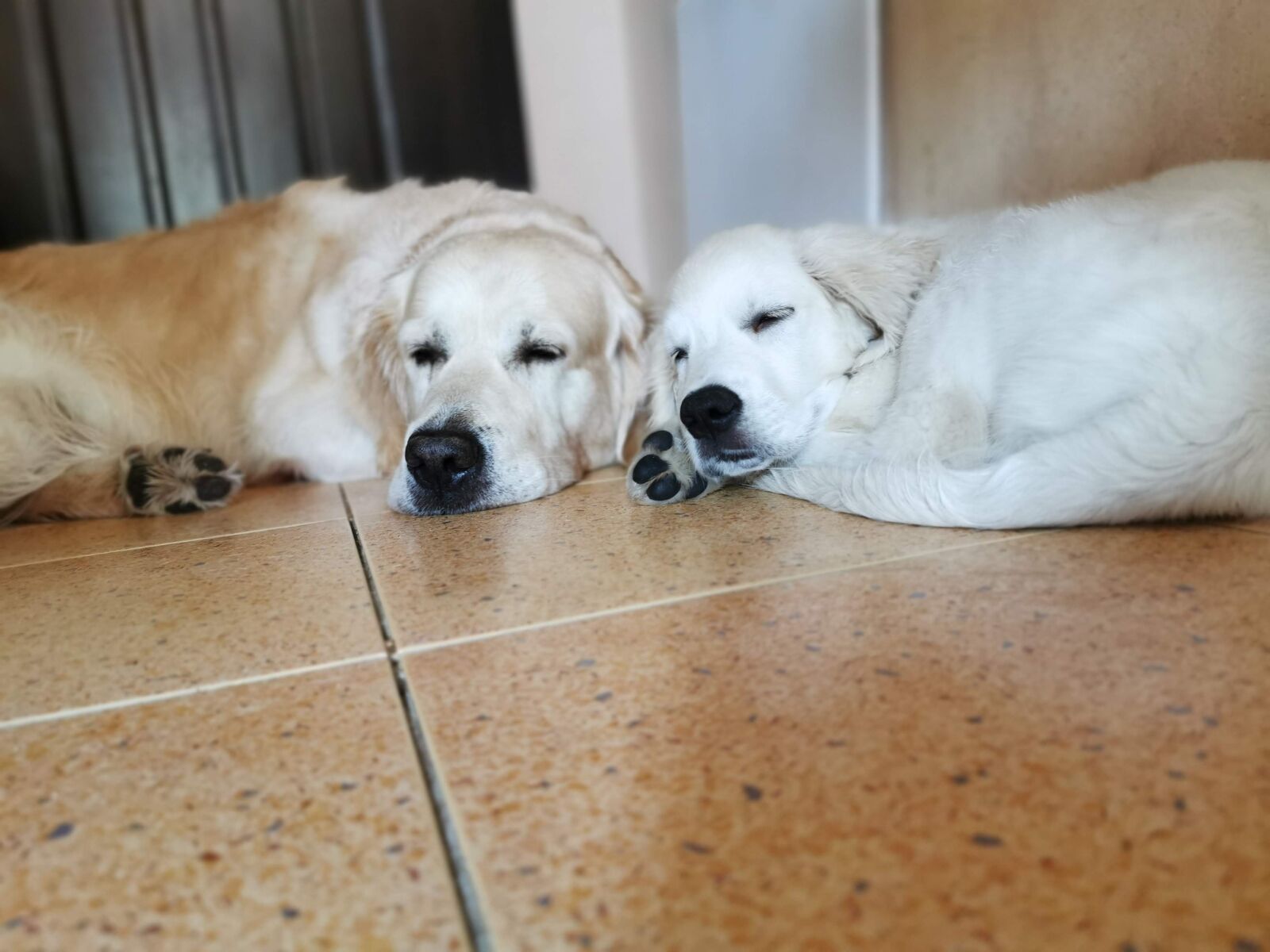 HUAWEI P30 Pro sample photo. Dogs, golden, pets photography