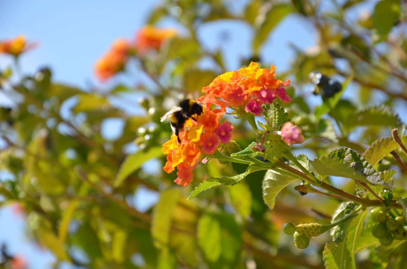 Nikon D7000 sample photo. Flower, bee, pink photography