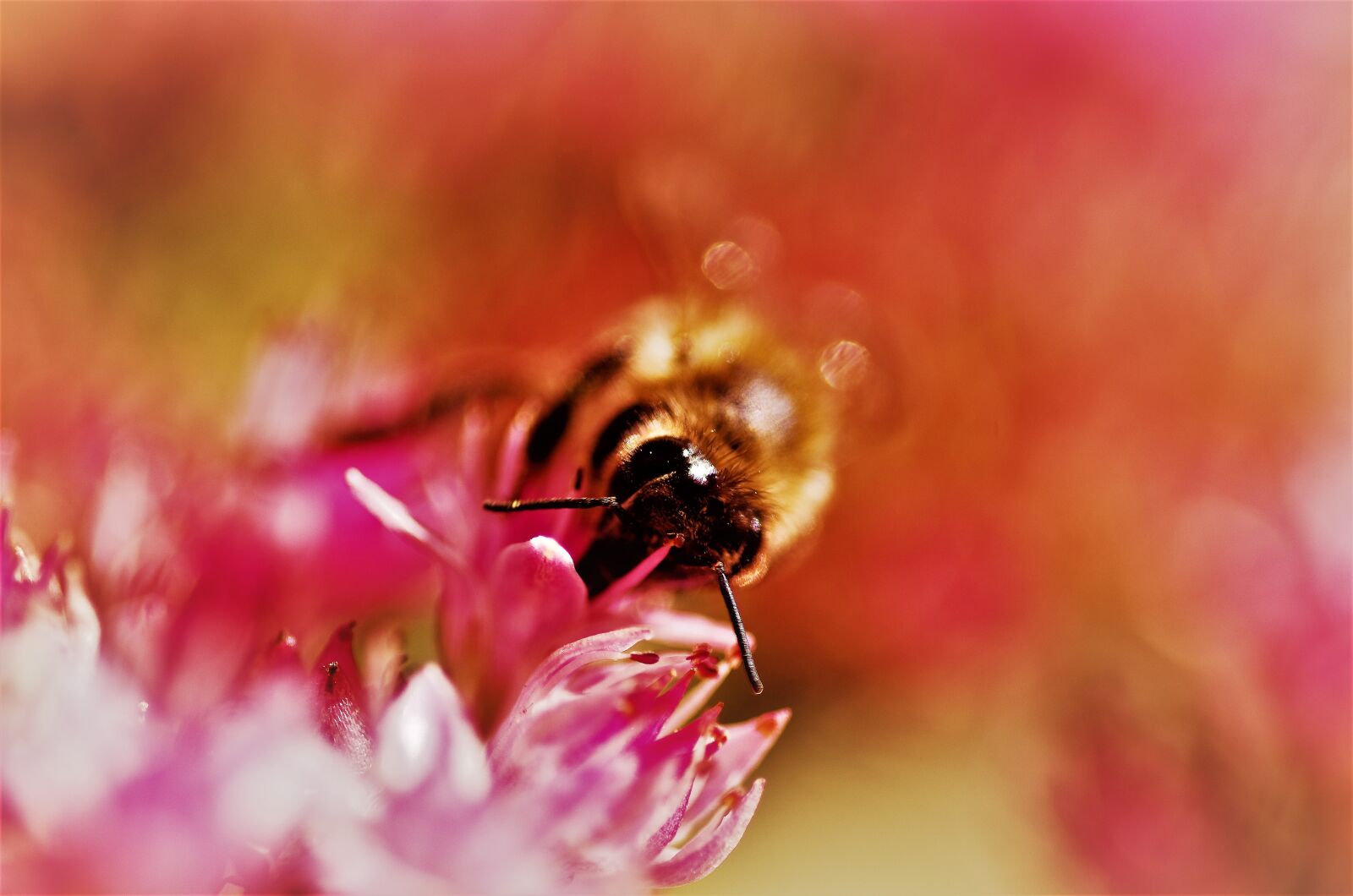 Pentax K-30 sample photo. Nature, flower, insect photography