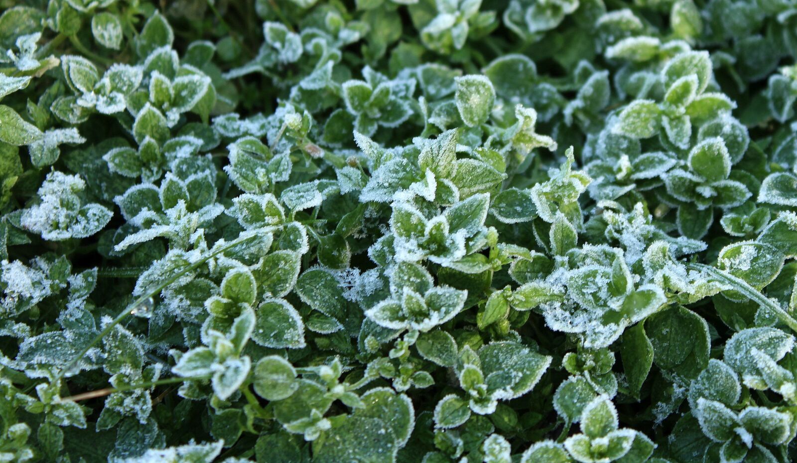 Canon EOS 1200D (EOS Rebel T5 / EOS Kiss X70 / EOS Hi) sample photo. Frost, leaflet, winter photography