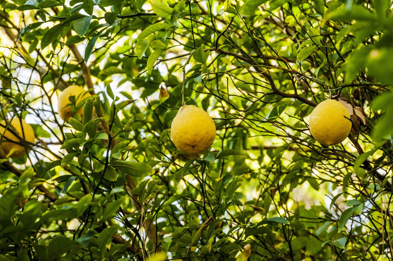 Nikon D5000 sample photo. Green, lime, fruit photography
