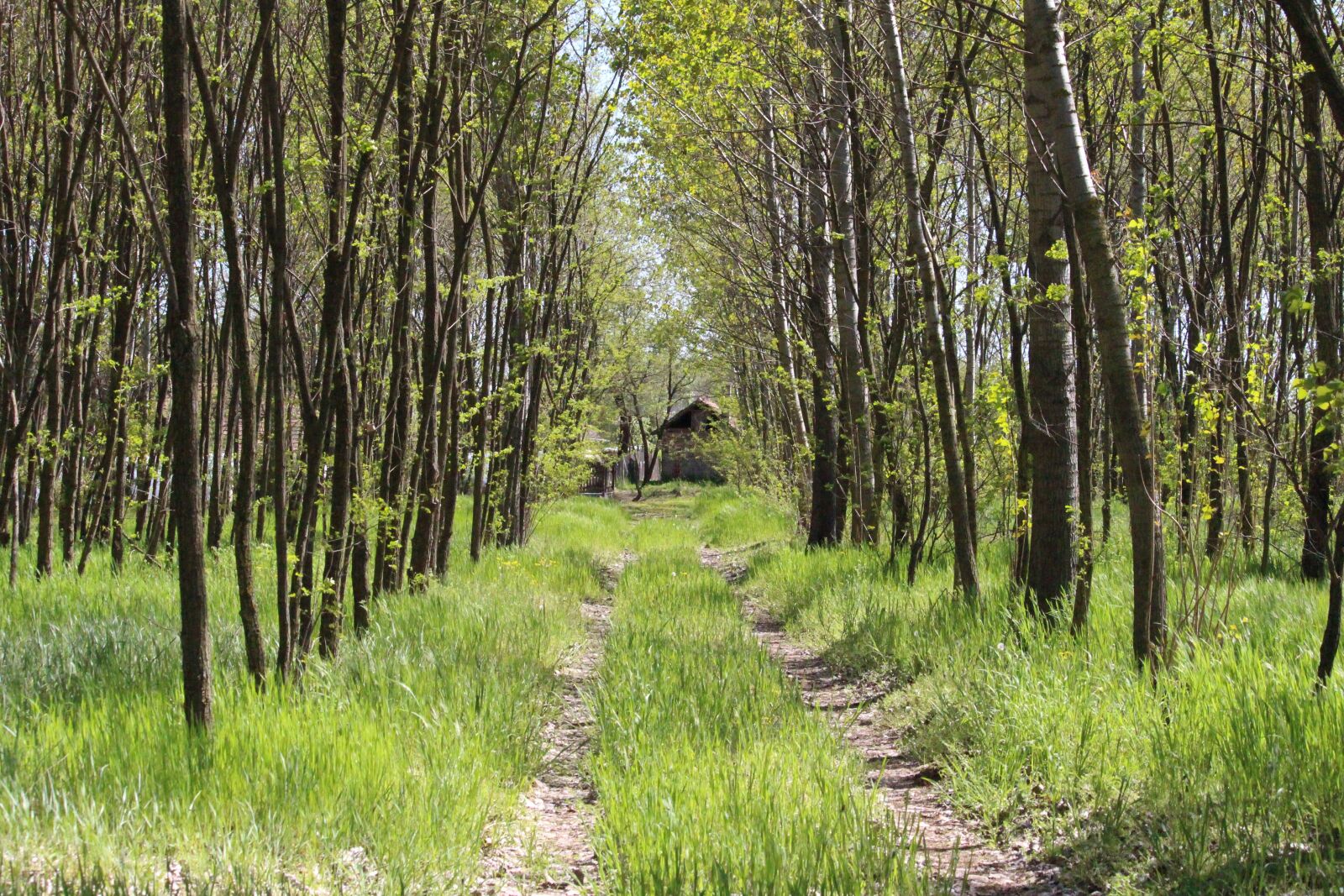 Canon EF-S 55-250mm F4-5.6 IS STM sample photo. Road, forest road, house photography