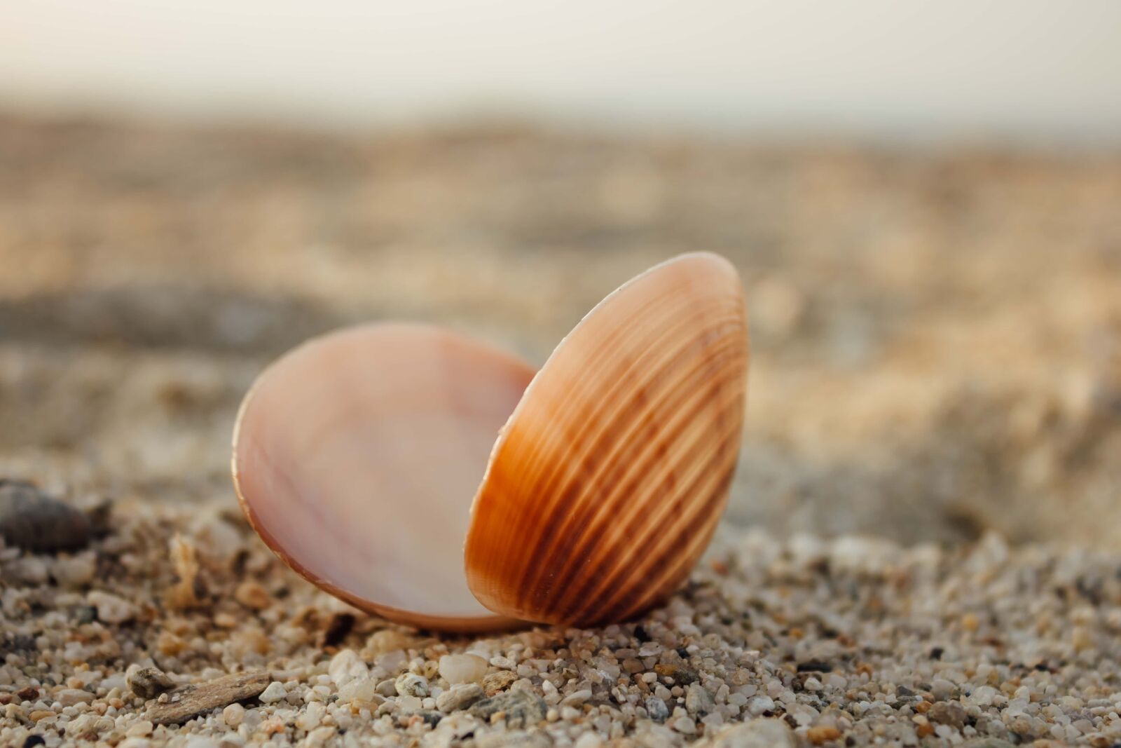 Canon EF-S 18-55mm F3.5-5.6 IS sample photo. Shell, seashell, sand, mollusk photography