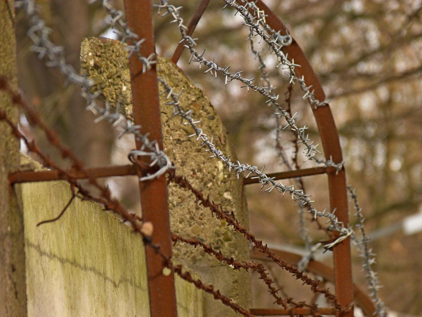Panasonic Lumix DMC-FZ40 (Lumix DMC-FZ45) sample photo. Tree, nature, the fence photography