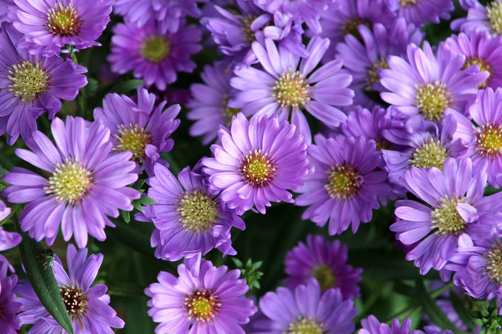 Canon EOS 1200D (EOS Rebel T5 / EOS Kiss X70 / EOS Hi) sample photo. Flowers, purple, blossom photography