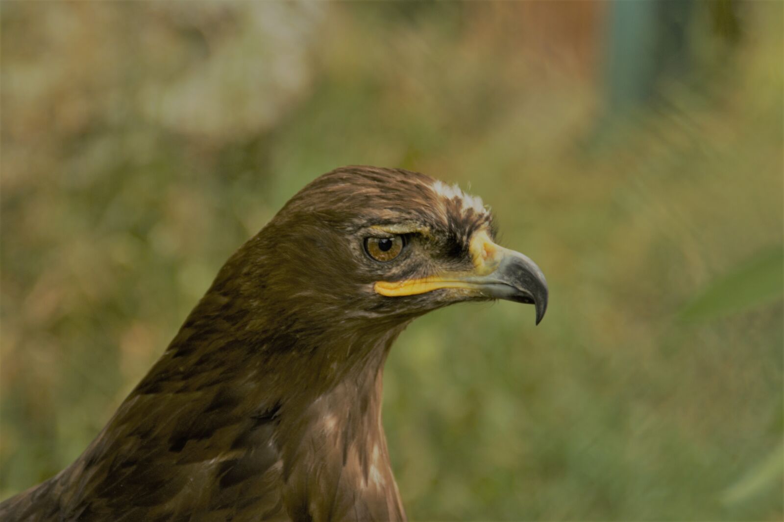 Canon EOS 1000D (EOS Digital Rebel XS / EOS Kiss F) sample photo. Animals, adler, bird of photography
