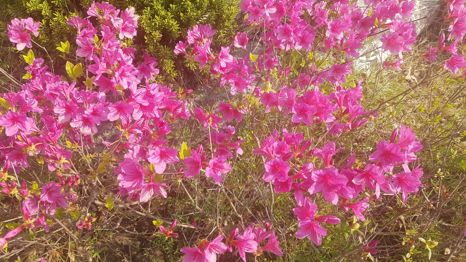 Samsung Galaxy S7 sample photo. Azalea, spring flowers, spring photography
