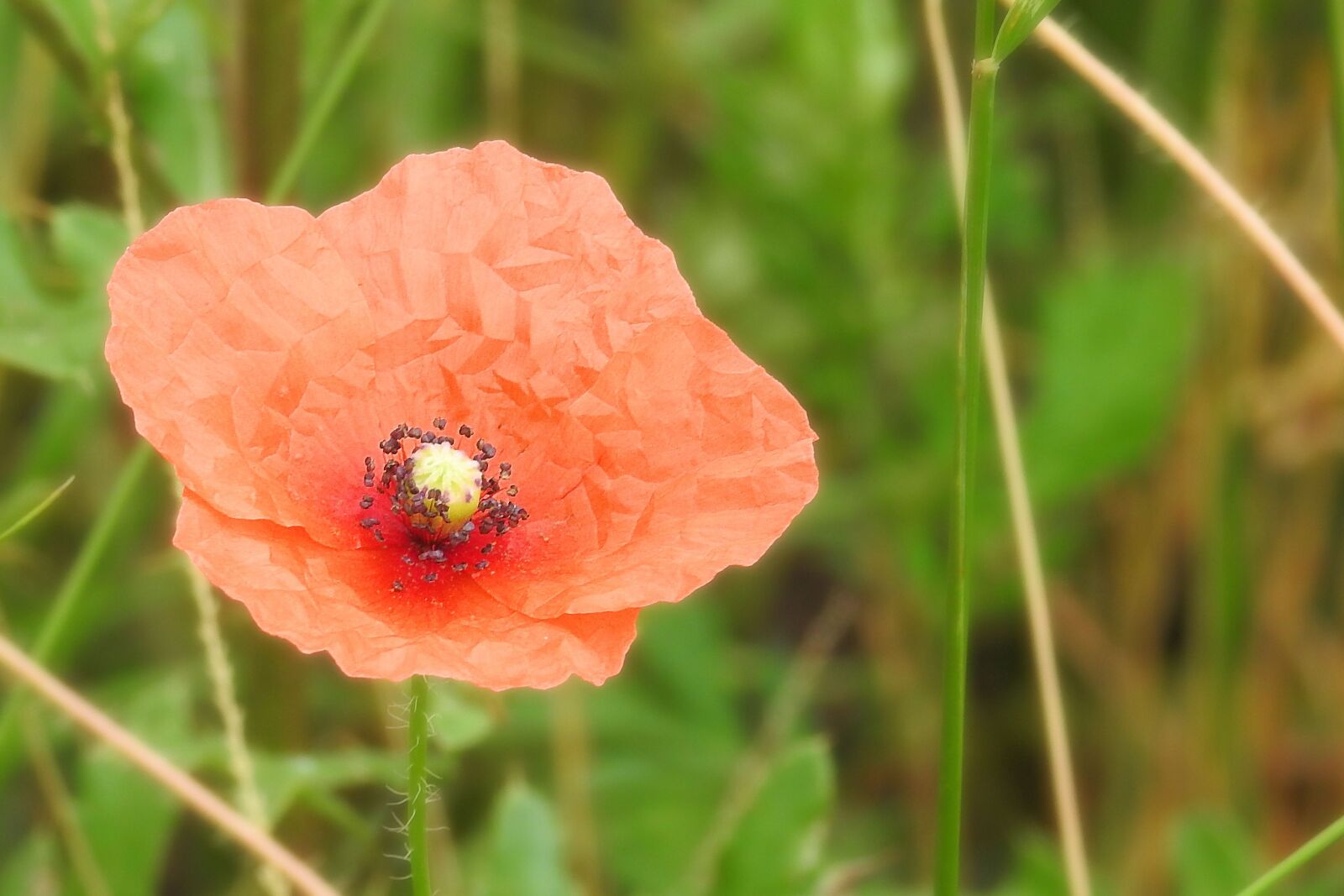 Nikon Coolpix P900 sample photo. Poppy, red poppy, blossom photography