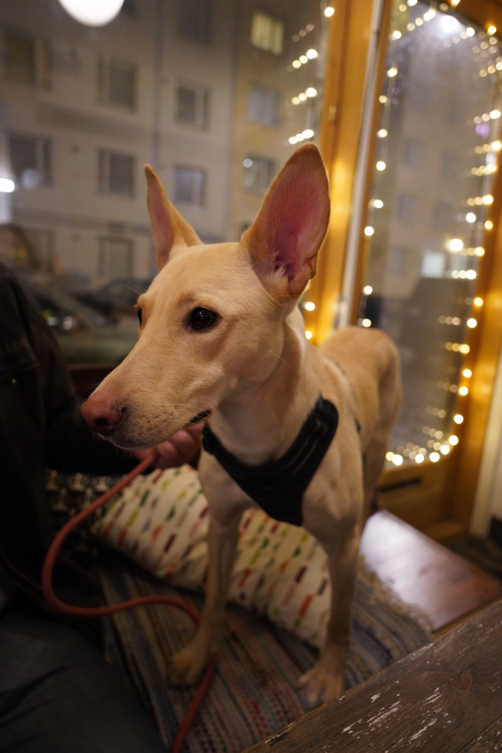 Sony a7R IV + Tamron 20mm F2.8 Di III OSD M1:2 sample photo. Dog of the night photography