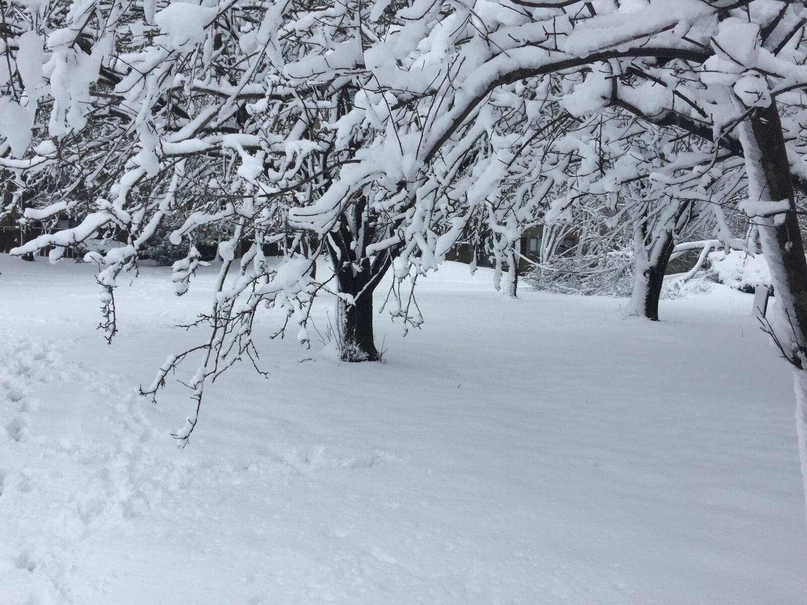 Apple iPhone 6 sample photo. Snow, snowfall, winter photography