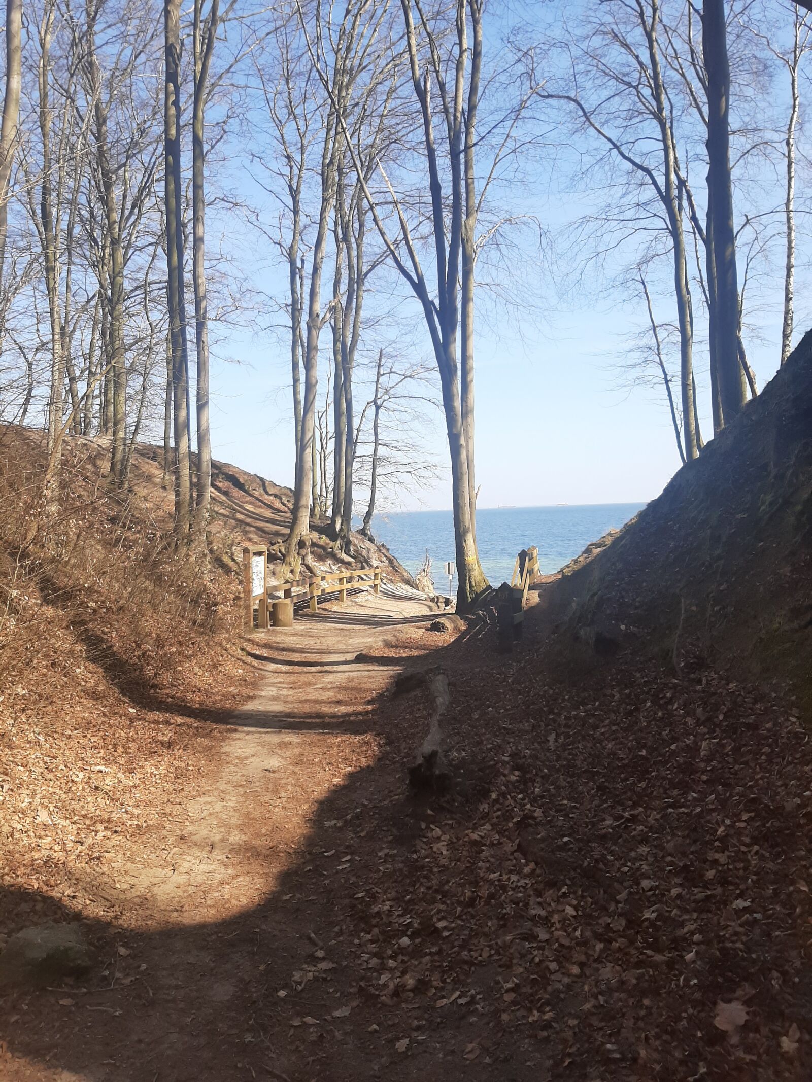 Samsung Galaxy A50 sample photo. Gorge, forest, tree photography