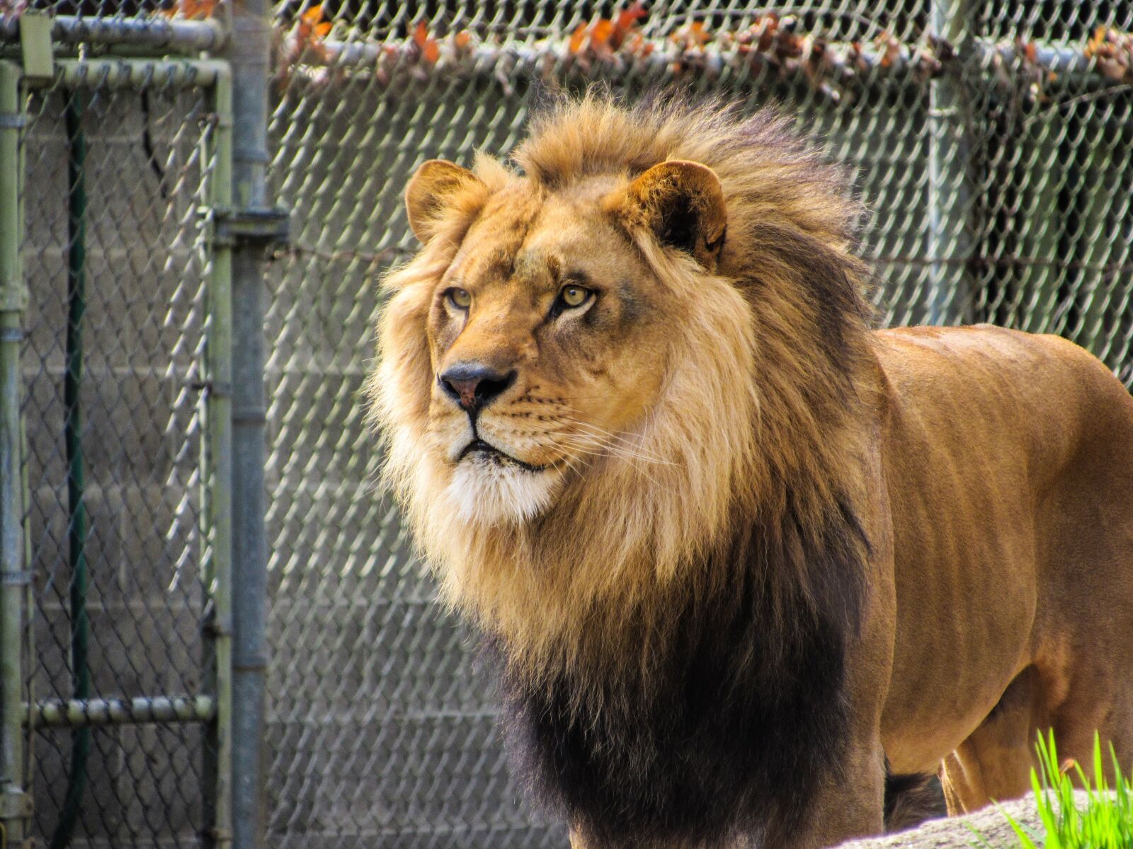 Canon PowerShot SX530 HS sample photo. Lion, zoo, zoo animals photography