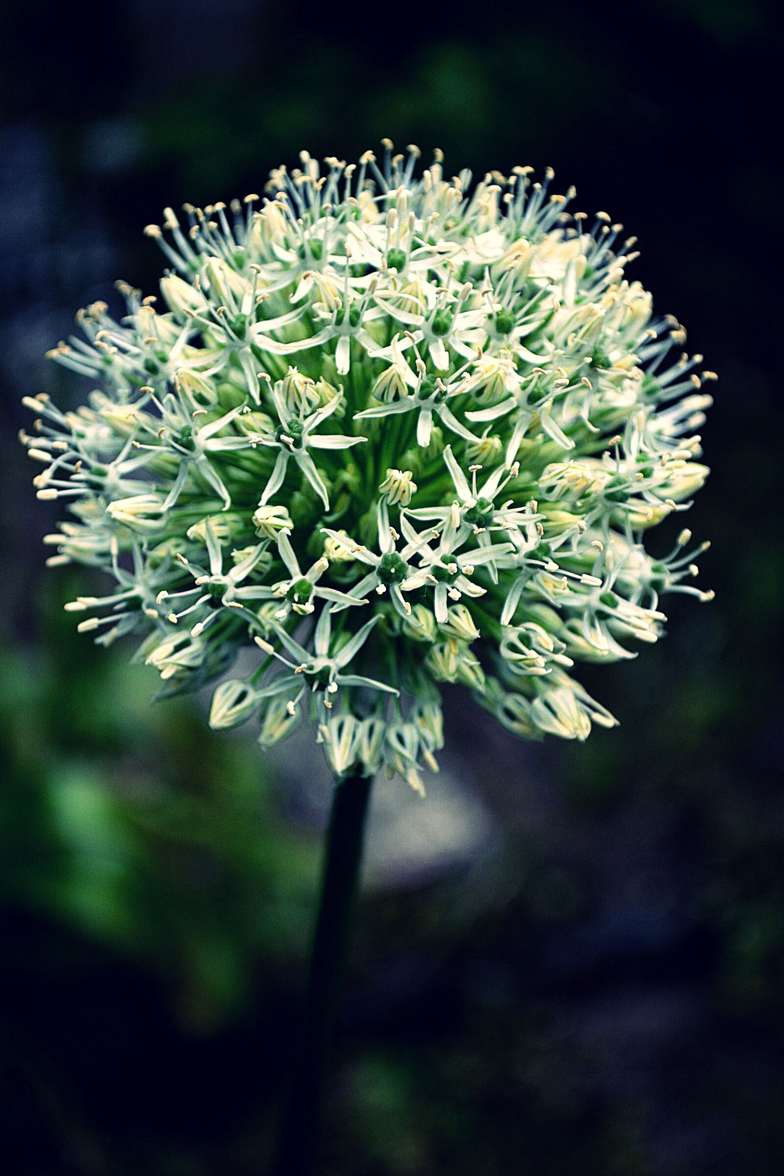 Nikon D3100 sample photo. Flower, white, bloom photography