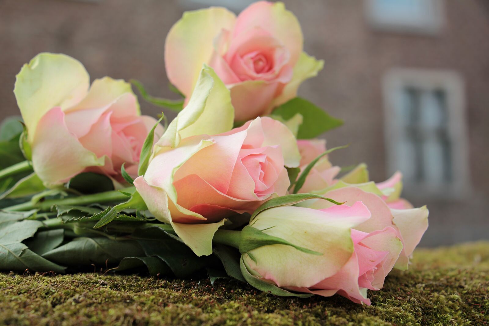 Canon EOS 550D (EOS Rebel T2i / EOS Kiss X4) sample photo. Roses, noble roses, flowers photography