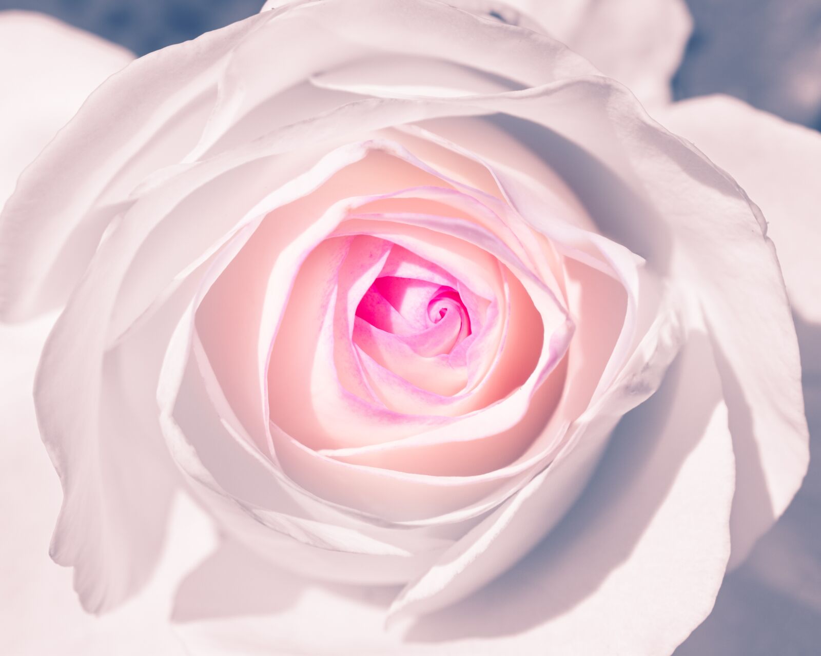 Nikon D5600 sample photo. White rose, flower, bloom photography