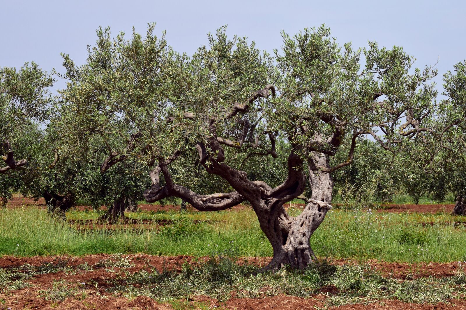 Nikon D3300 sample photo. Olive tree, old, tree photography
