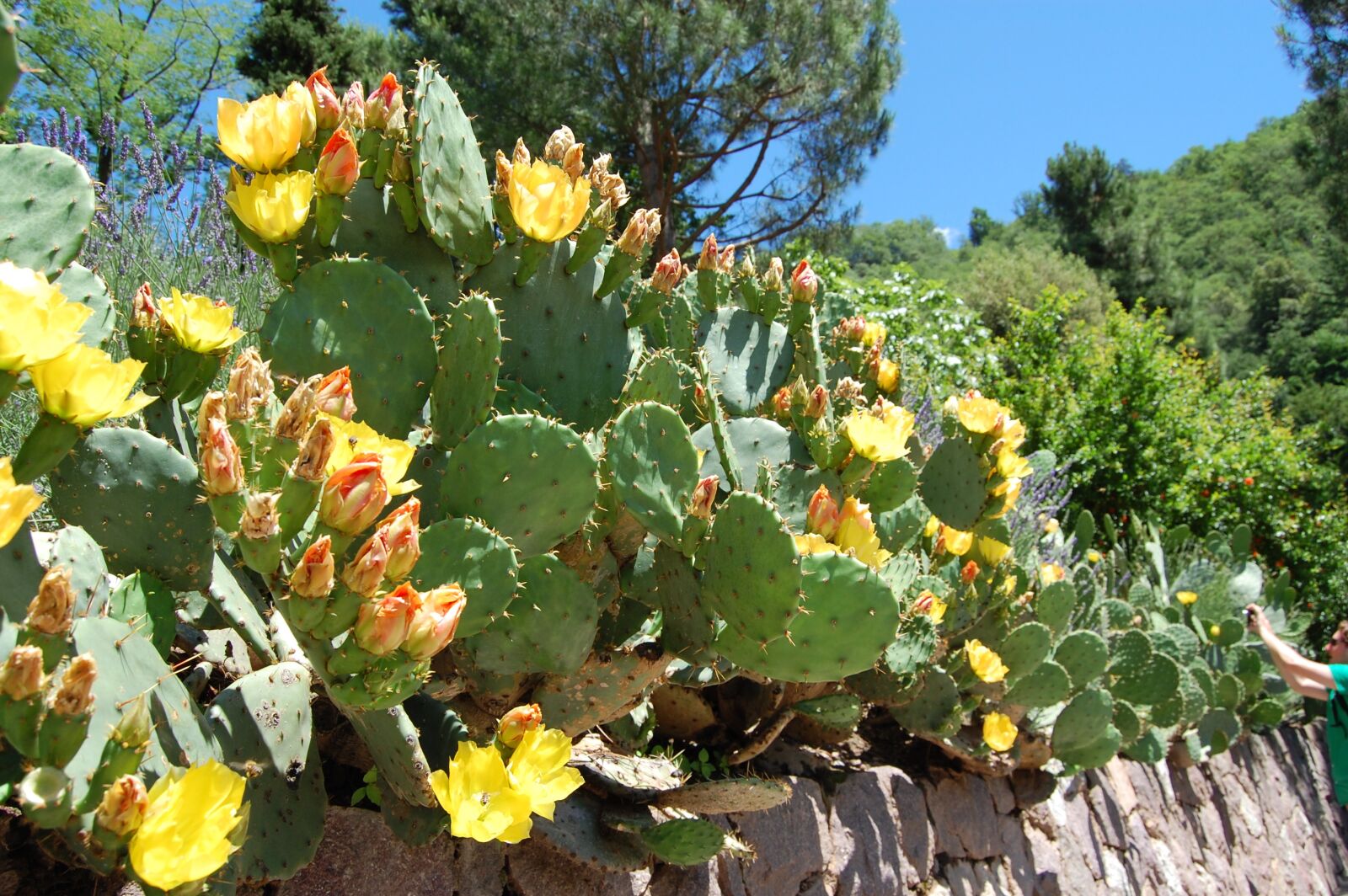 Nikon D40 sample photo. Cactus, prickly pear, cactus photography