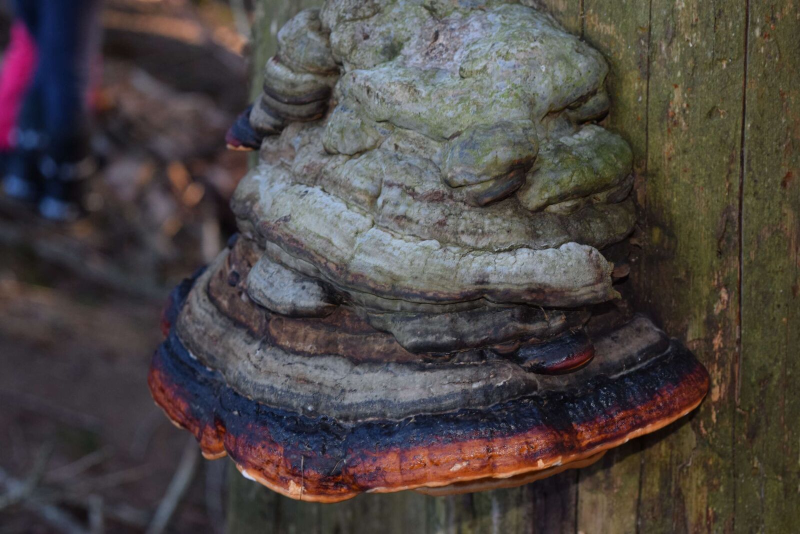 Nikon D3300 sample photo. Fungus, tree fungus, forest photography
