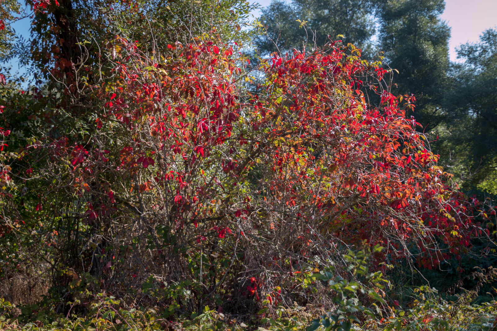 Canon EOS 70D sample photo. Autumn, leaves photography