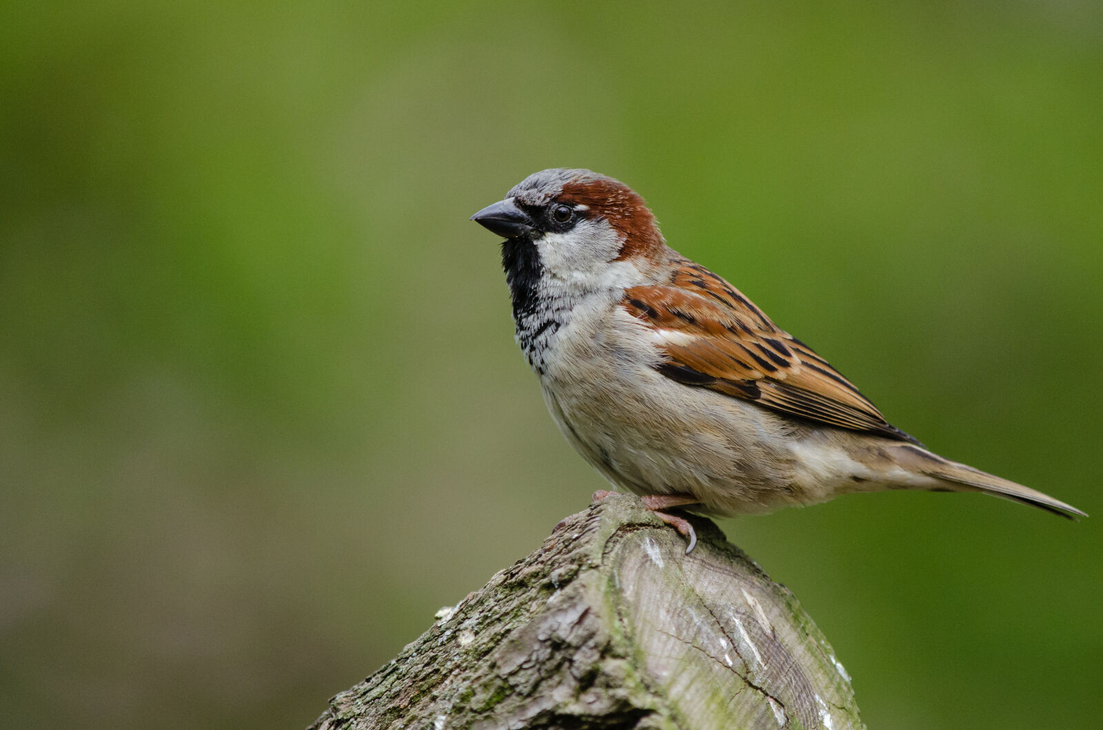 Nikon D7000 + Sigma APO Tele Macro 300mm F4 sample photo