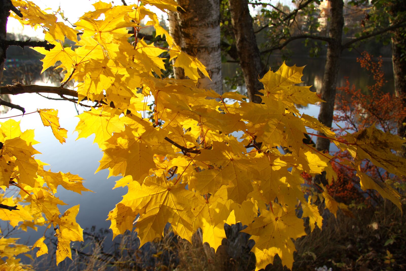 Canon EOS 50D sample photo. Autumn, golden autumn, leaves photography