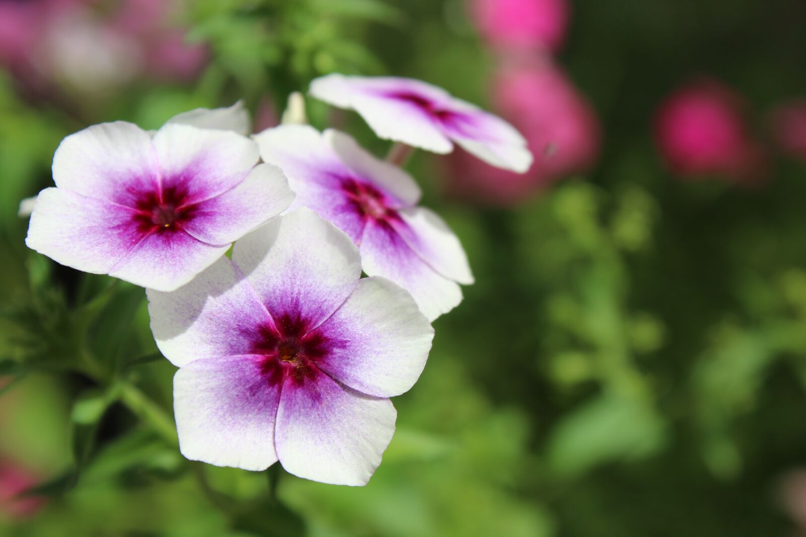 Canon EOS 1300D (EOS Rebel T6 / EOS Kiss X80) sample photo. White, purple, cute photography