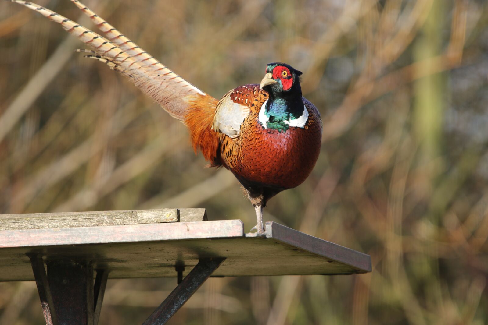150-600mm F5-6.3 DG OS HSM | Contemporary 015 sample photo. Pheasant, bird, female photography