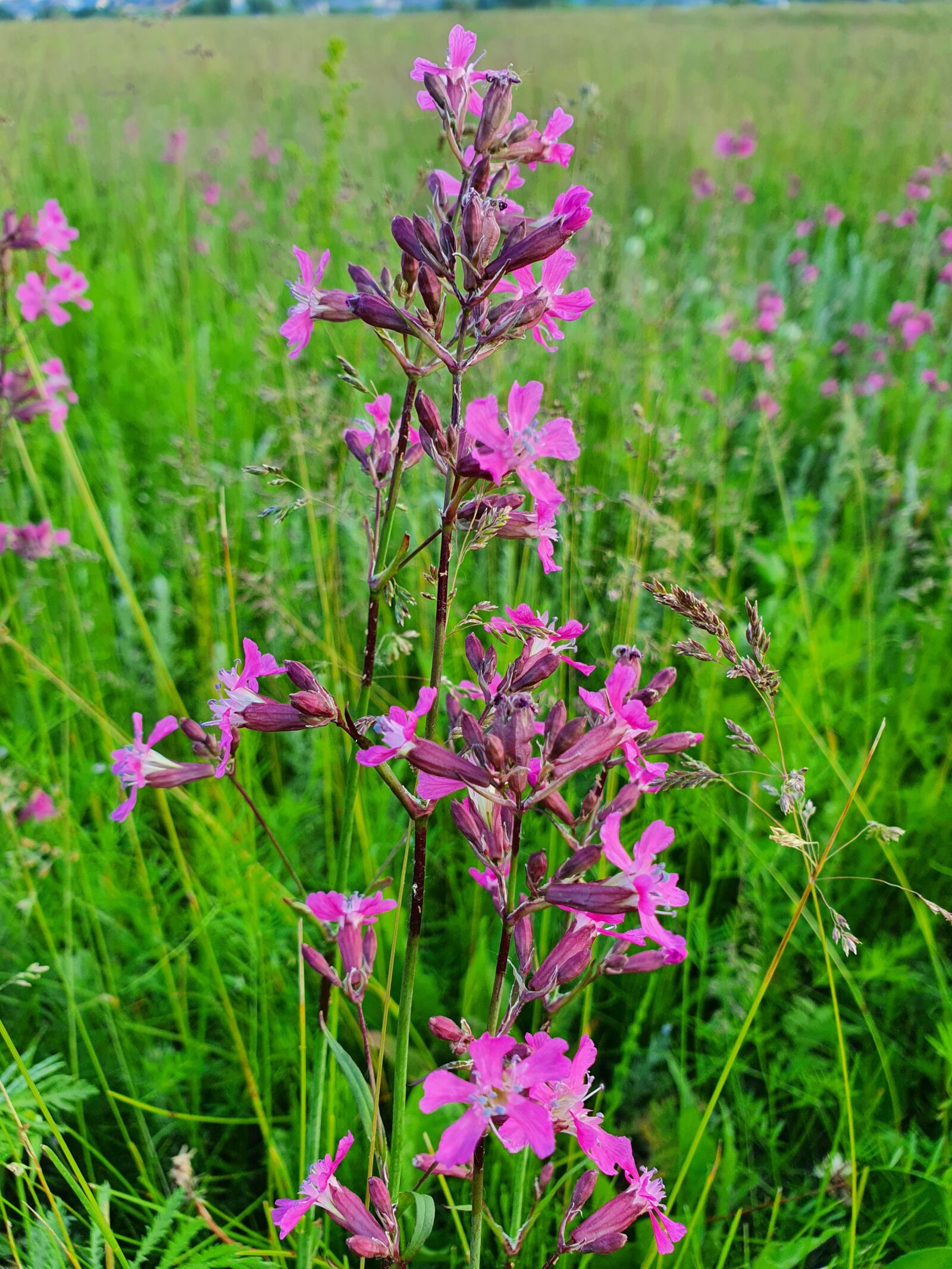 Samsung Galaxy S10 sample photo. Flowers, field, summer photography