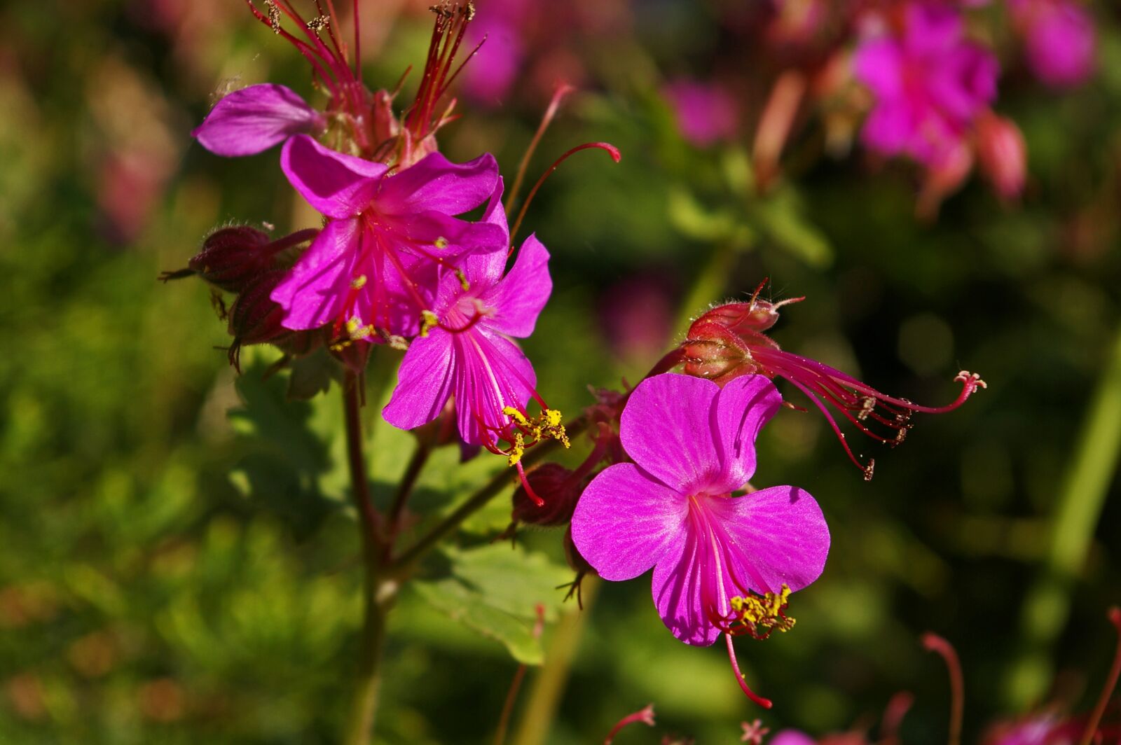 Pentax *ist DL2 sample photo. Cranesbill, ground cover, nature photography