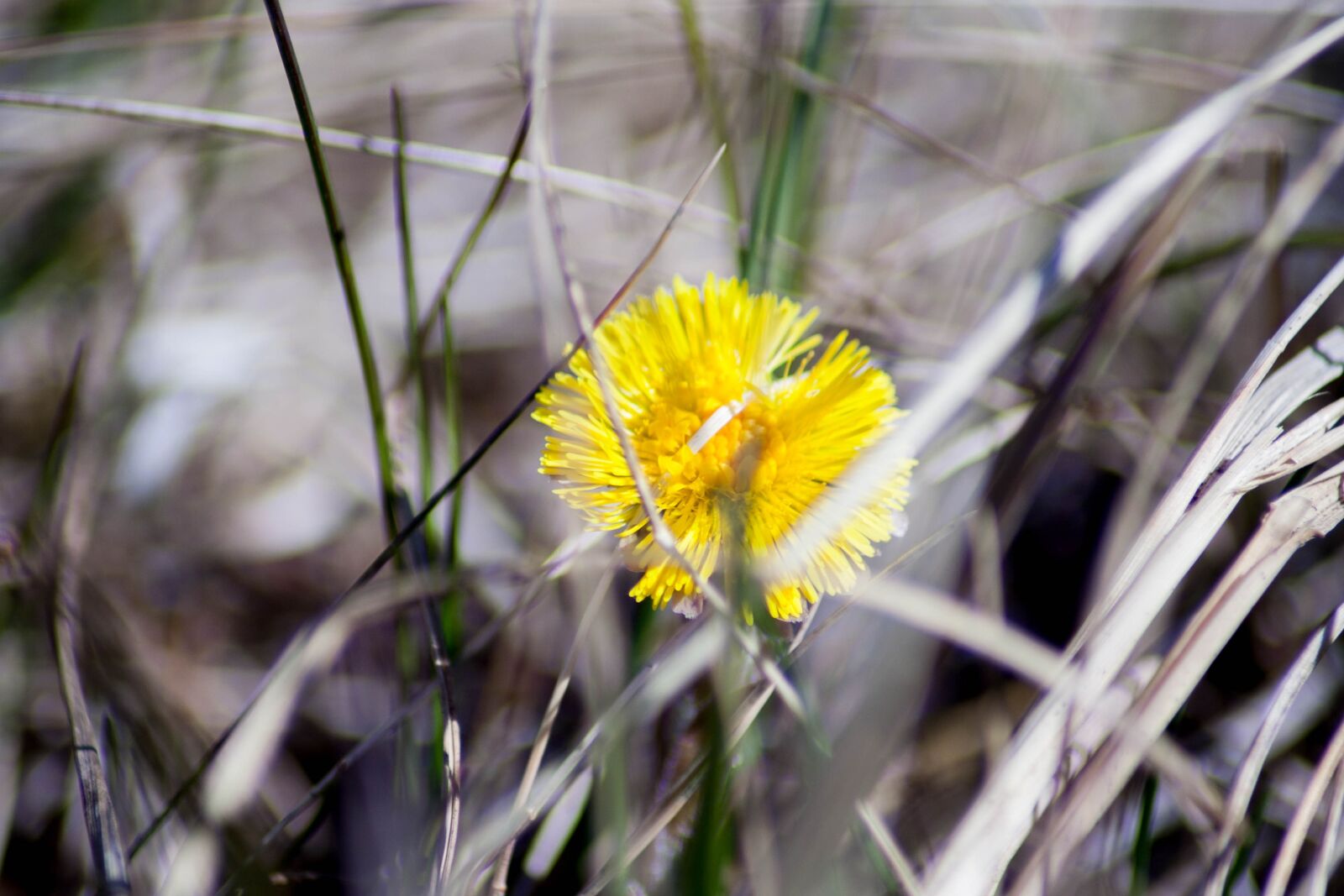 Canon EOS 350D (EOS Digital Rebel XT / EOS Kiss Digital N) sample photo. Colt's-foot, tussilago farfara, flower photography