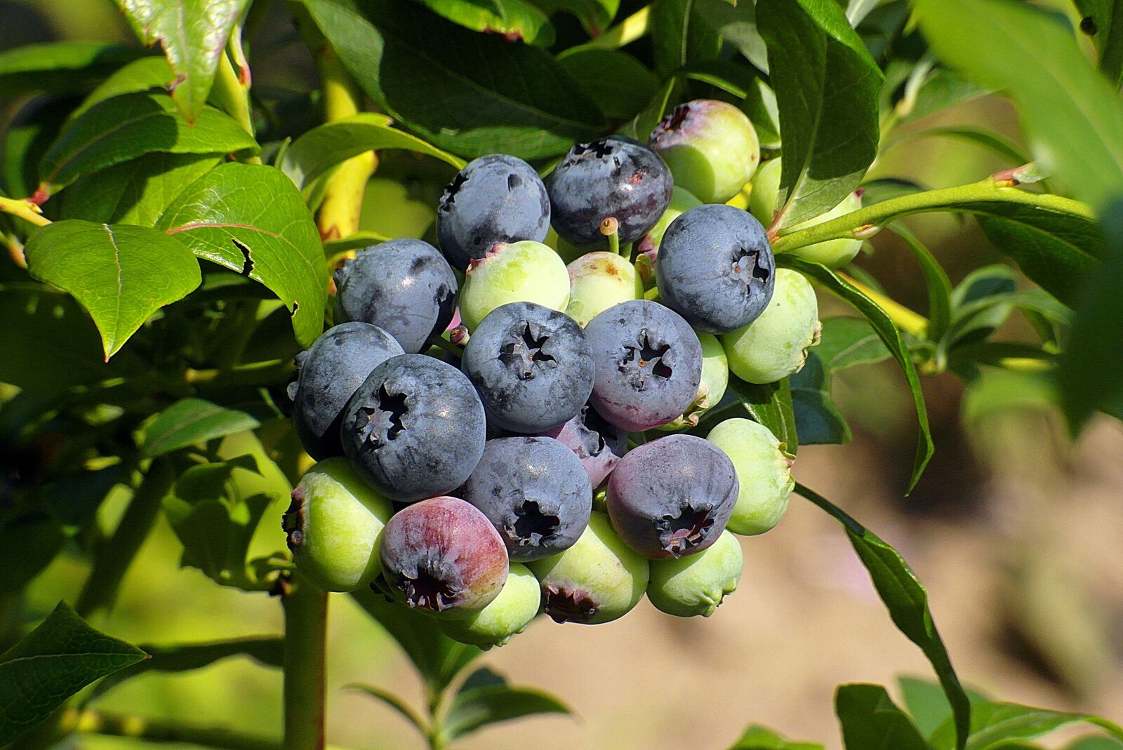 Samsung WB750 sample photo. Bilberry american, fruit, berries photography