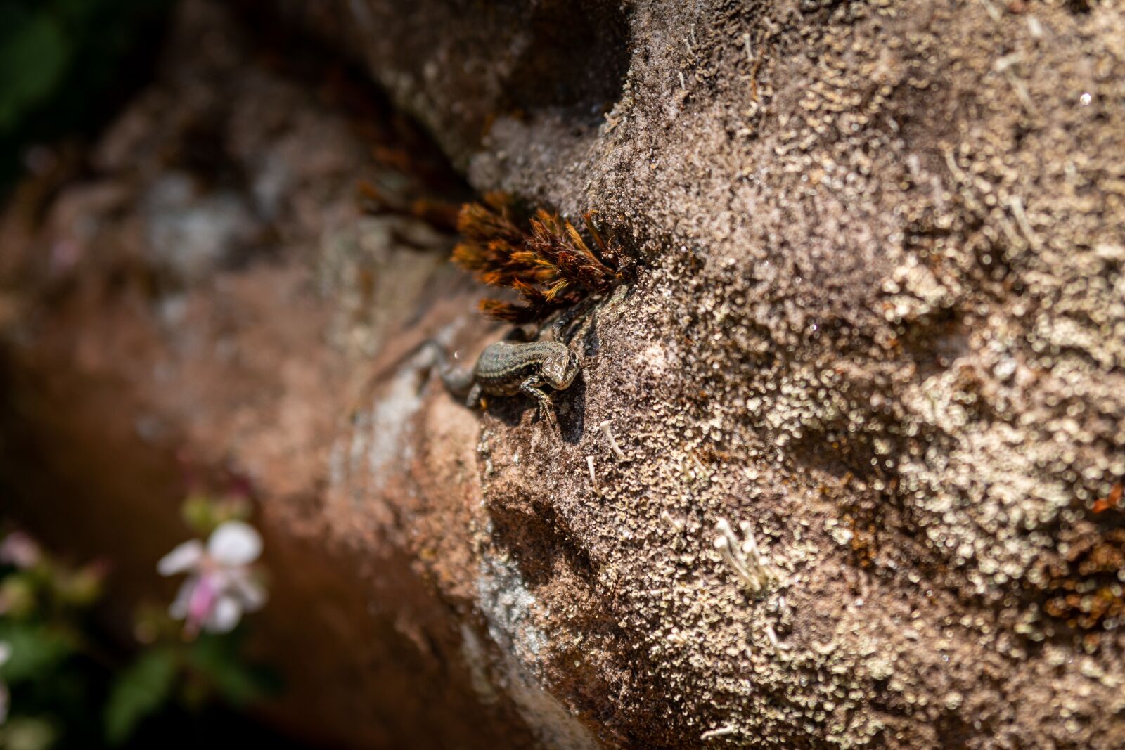 Canon EOS 70D sample photo. Lizard, animal, stone photography