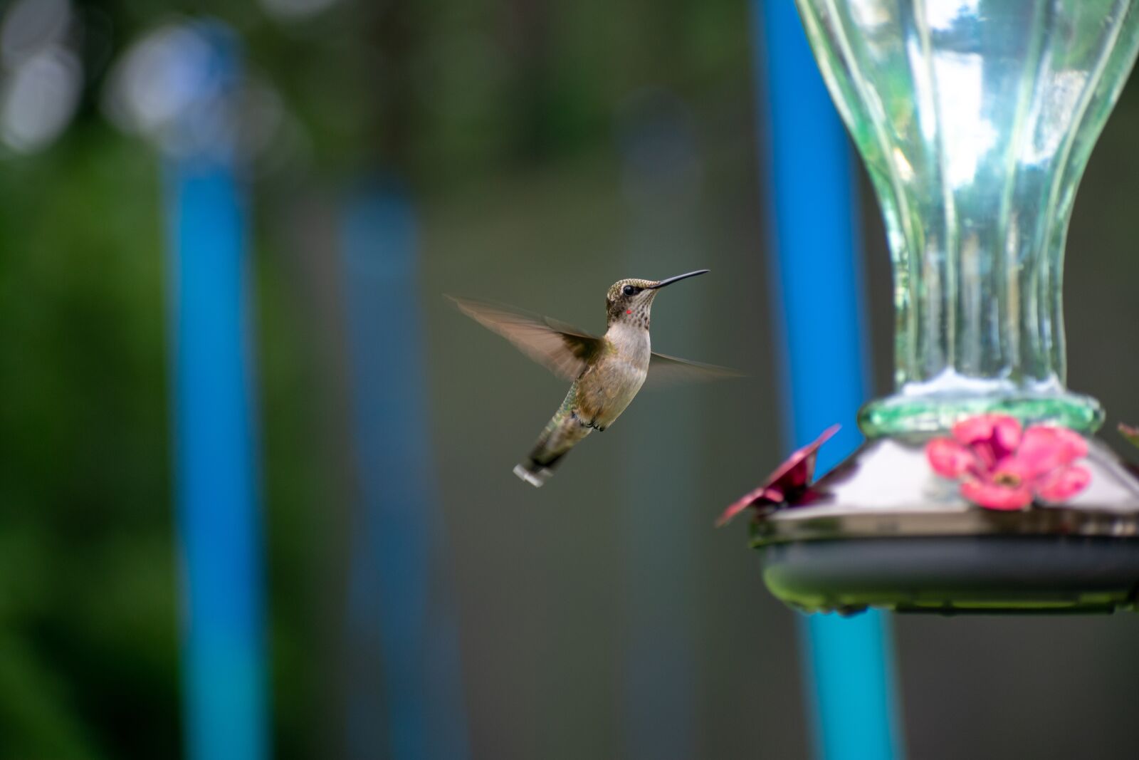 Nikon D3400 sample photo. Bird, nature, hummingbird photography