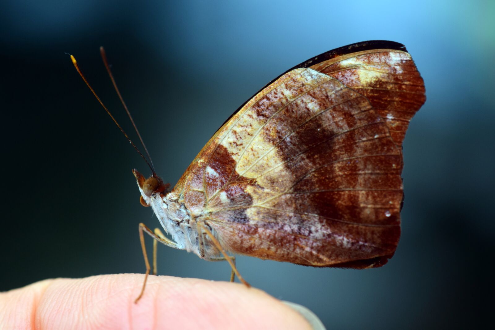 Nikon D3300 sample photo. Nature, insect, butterfly photography
