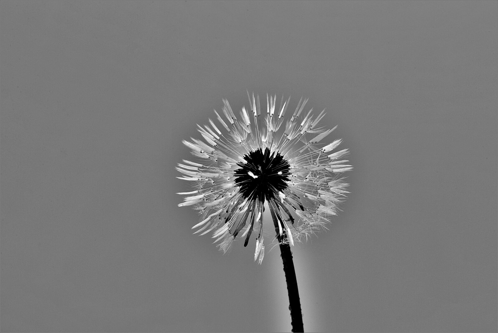 Nikon D610 sample photo. Dandelion, s w, closeup photography