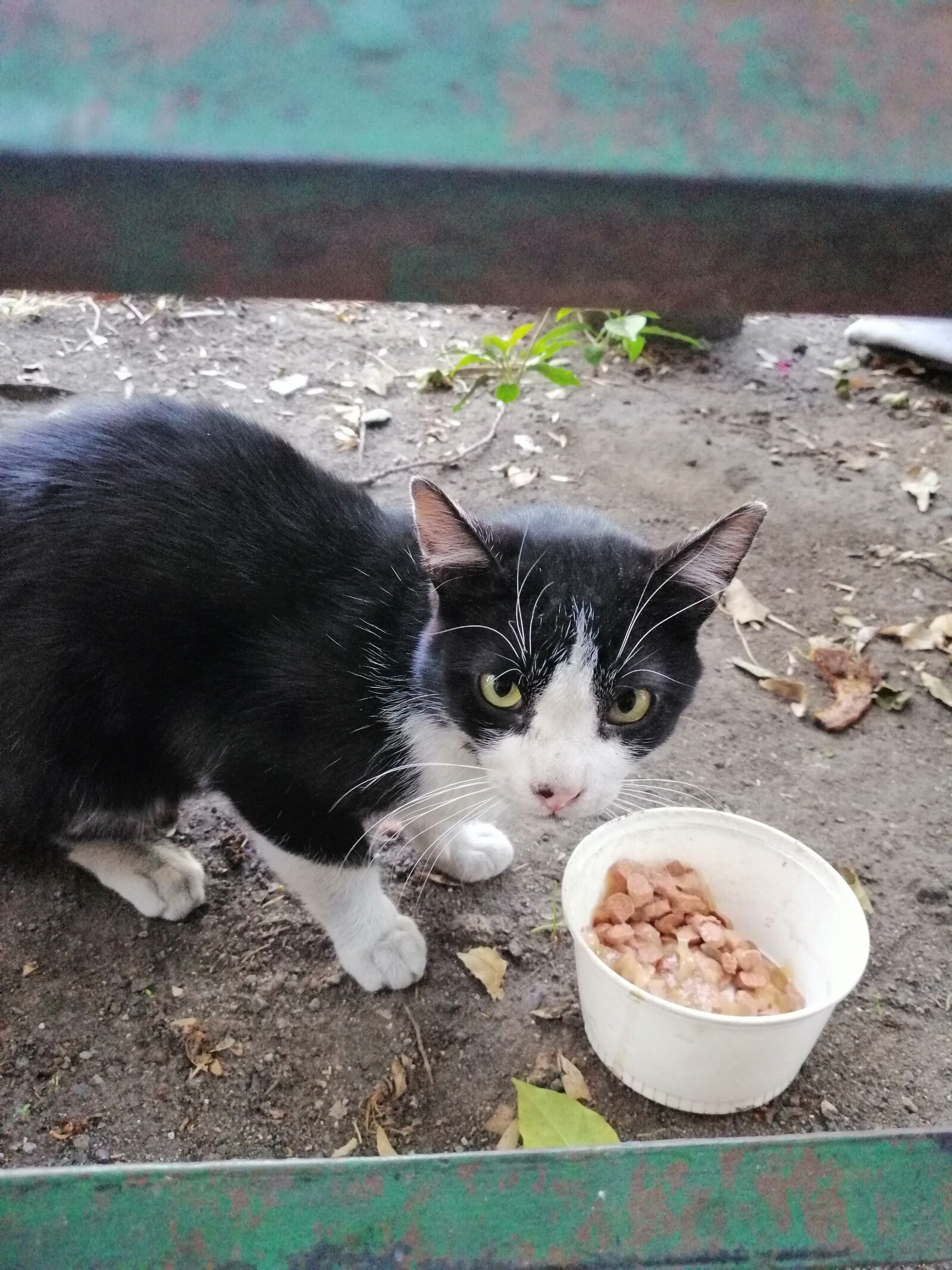 HUAWEI SNE-LX3 sample photo. Cat, street, eat photography
