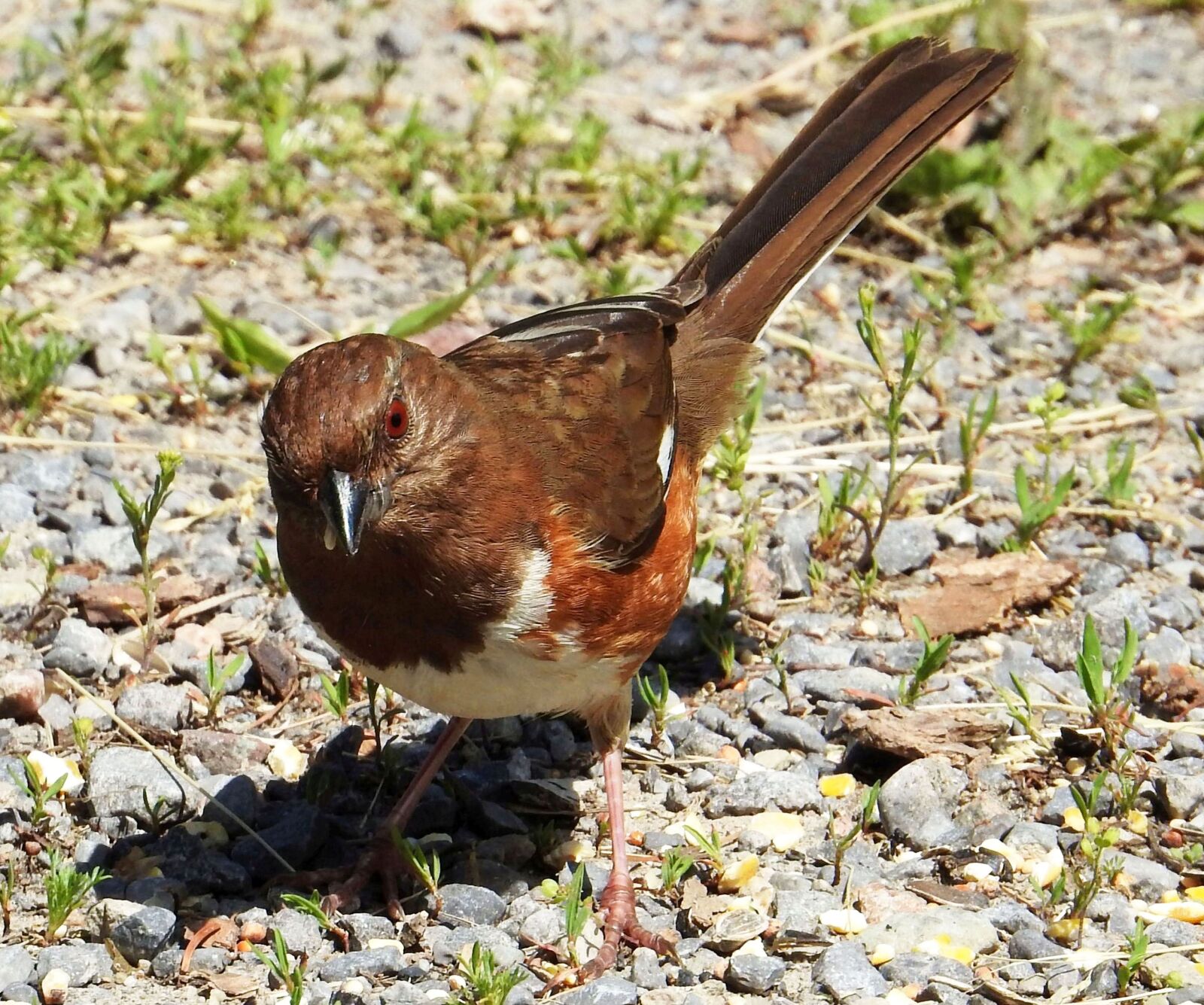 Nikon Coolpix P900 sample photo. Eastern towhee, rufous-sided towhee photography