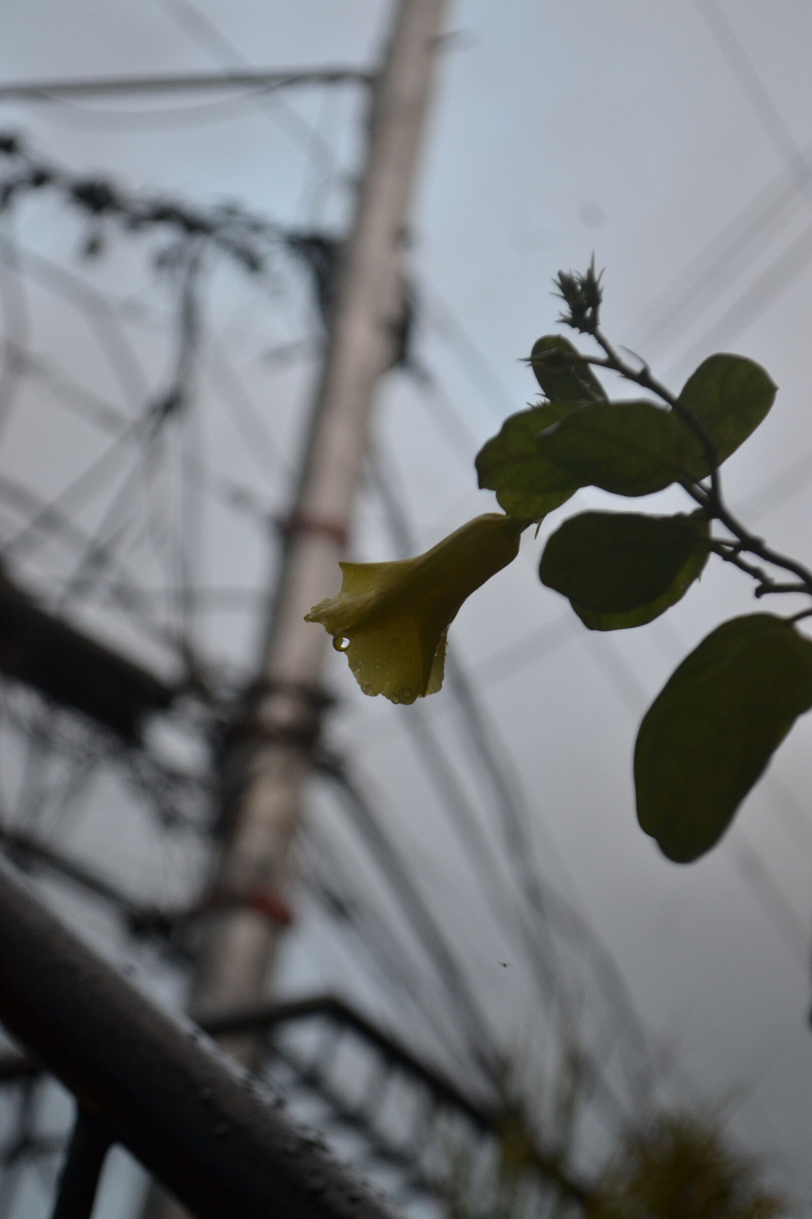 Nikon D3100 sample photo