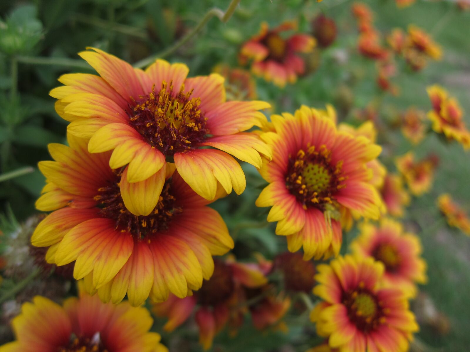 Canon PowerShot S95 sample photo. Penghu, indian blanket flowers photography