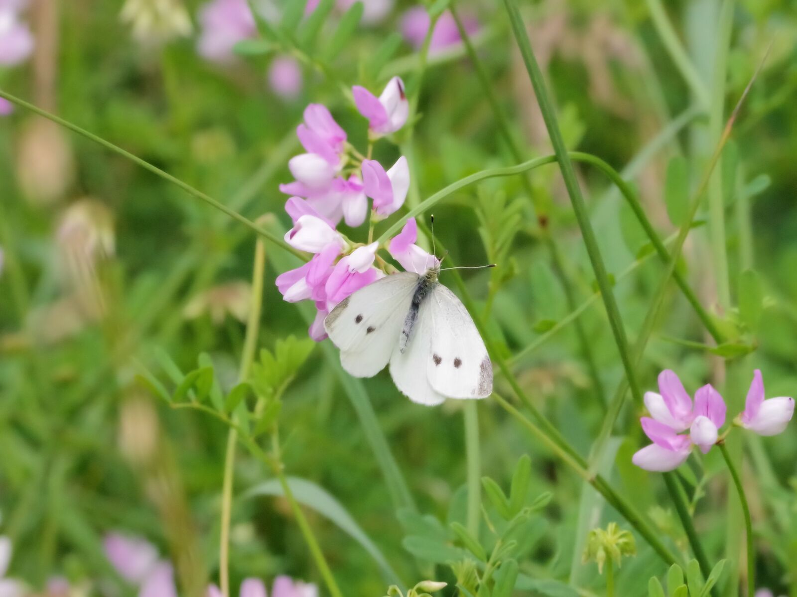 Pentax K-70 sample photo. Butterfly, nature, white photography