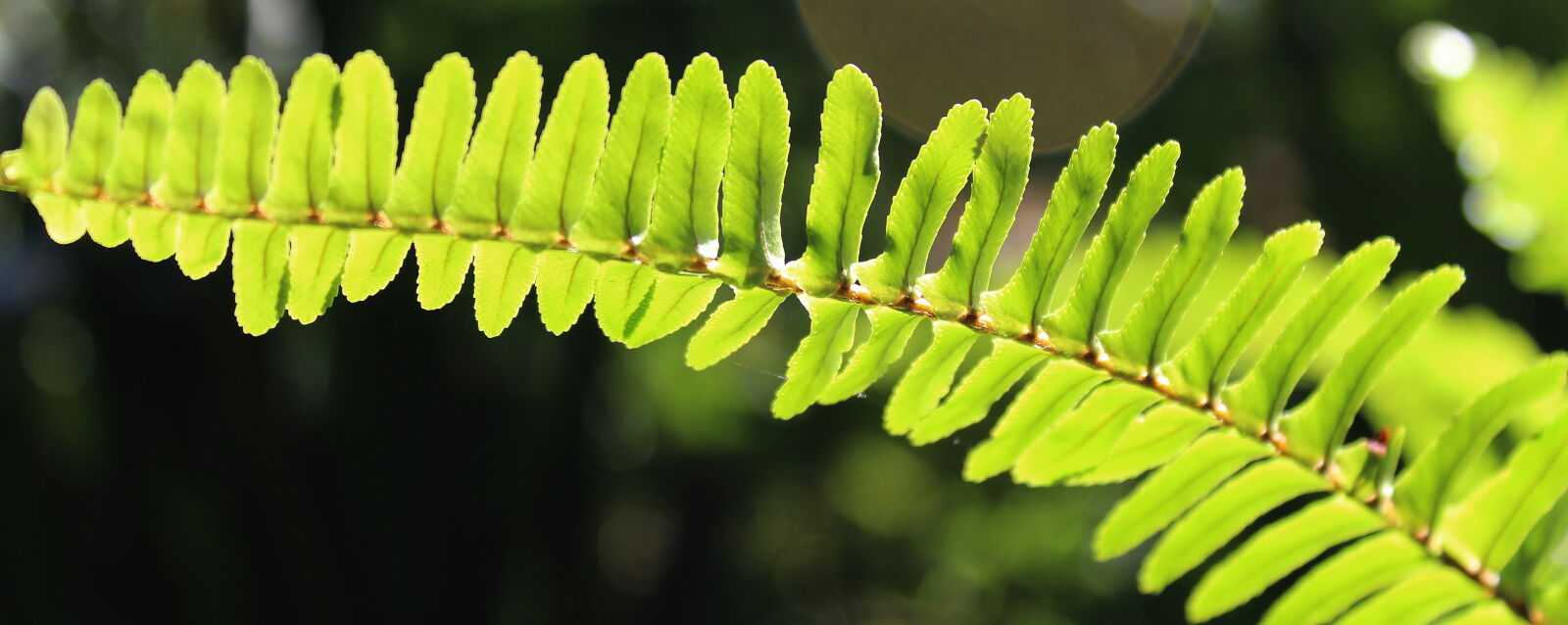 Canon EOS 1300D (EOS Rebel T6 / EOS Kiss X80) sample photo. Fern, leaf, leaves photography