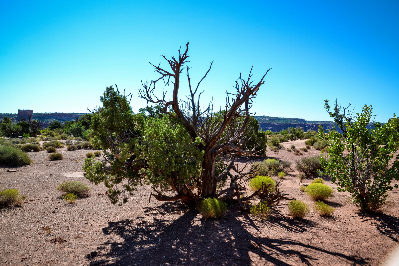 Nikon D3100 sample photo. Brush, canyonlands, desert, nationalpark photography