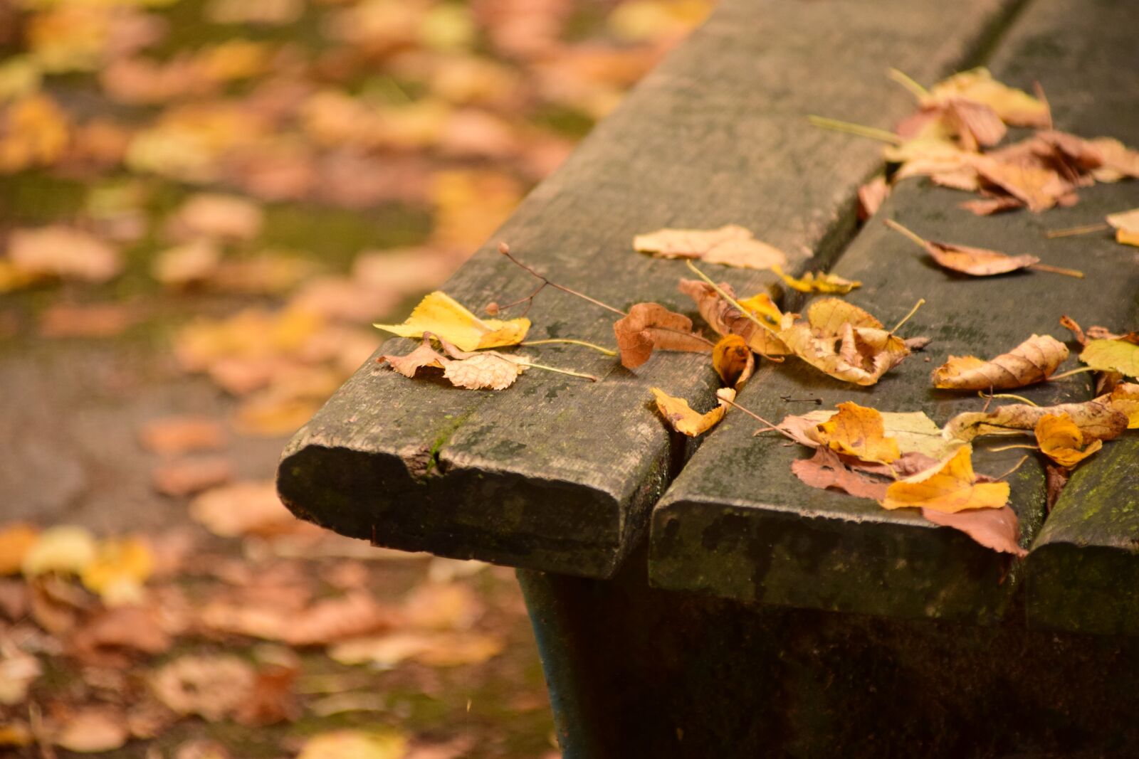 Nikon D3300 sample photo. Bank, wooden bench, bench photography